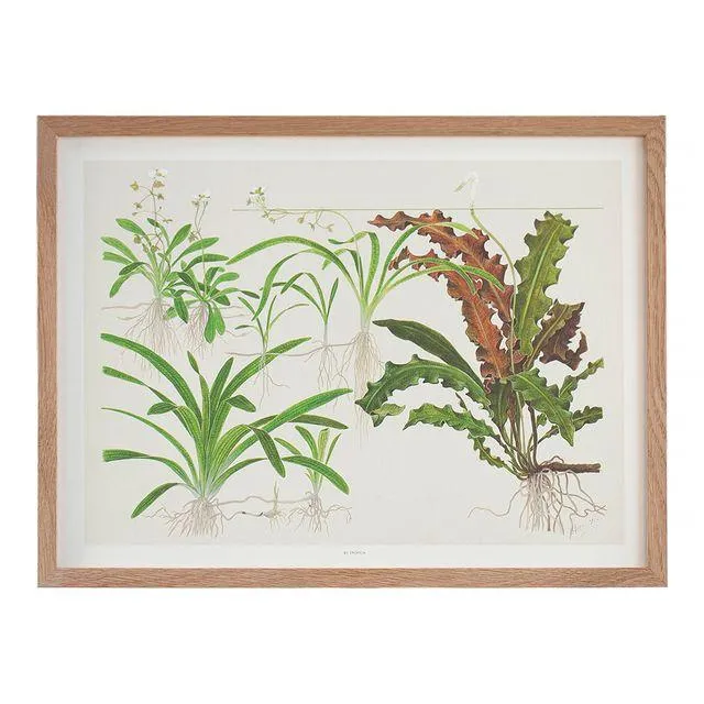 Tropica Art Poster Sagittaria 40x30cm